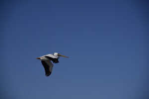 Pelican bird in flight