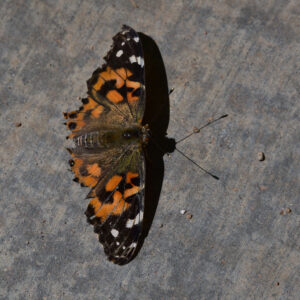 Painted Lady orange and black butterfly